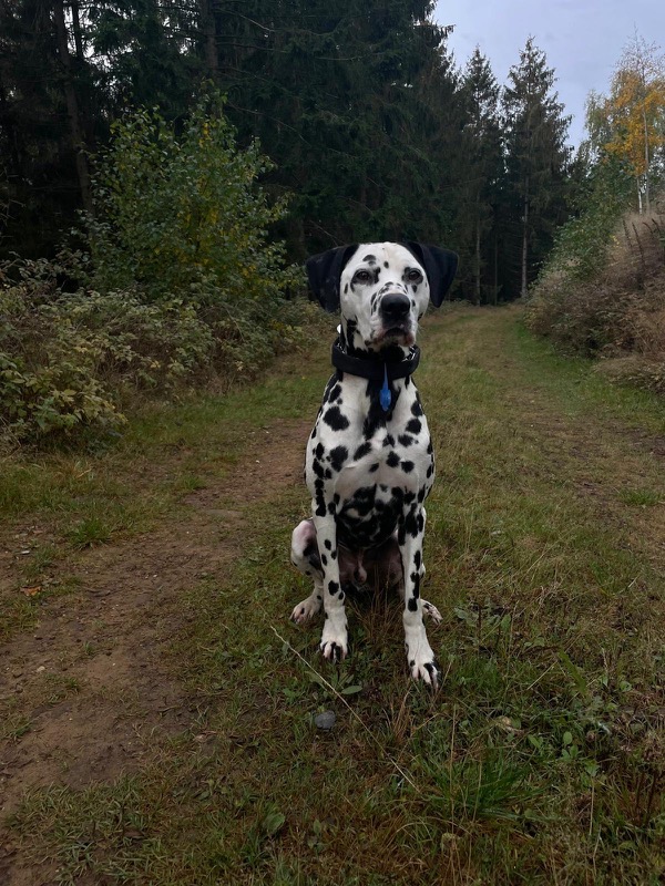 Athos, Dalmatiner